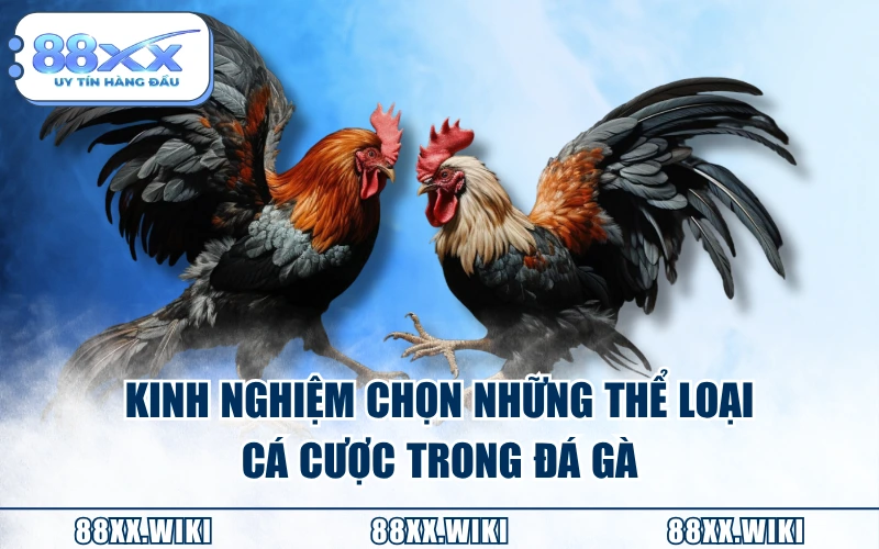 Kinh nghiệm chọn những thể loại cá cược trong đá gà